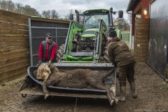Transport of European bison  
Foto: (C) Ola Jennersten, Naturfotograferna, IBL Bildbyrå