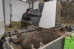Sleeping visent to be loaded in truck
Transport of European bison  
Foto: (C) Ola Jennersten, Naturfotograferna, IBL Bildbyrå