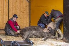 Tranqulized wisent being treated before transport
Transport of European bison  
Foto: (C) Ola Jennersten, Naturfotograferna, IBL Bildbyrå