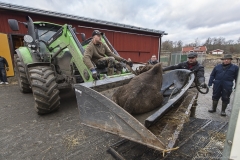Tranqulized wisent in loader
Transport of European bison  
Foto: (C) Ola Jennersten, Naturfotograferna, IBL Bildbyrå