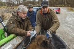 Scanning tagged tranqulized wisent
Transport of European bison  
Foto: (C) Ola Jennersten, Naturfotograferna, IBL Bildbyrå